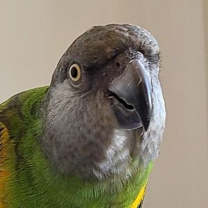 Meet your Posher, Audrey